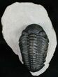 Large Phacops Trilobite - Mrakib, Morocco #11006-4